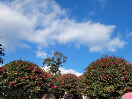 Beautiful red rose garden with blue sky and white cloud background.の写真素材