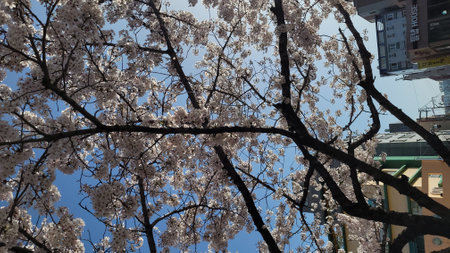 Cherry blossoms in full bloom in Tokyo, Japan in spring.の写真素材
