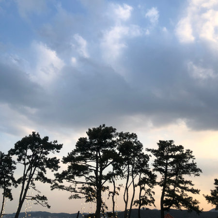 Silhouette of pine tree in the evening with sky background.の写真素材