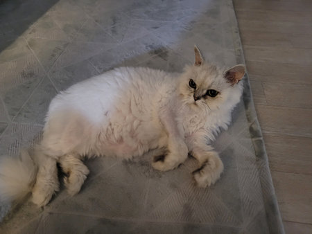 White persian cat lying on the floor and looking at the cameraの写真素材