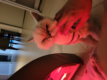 Cute little white kitten playing with a toy car at home.の写真素材