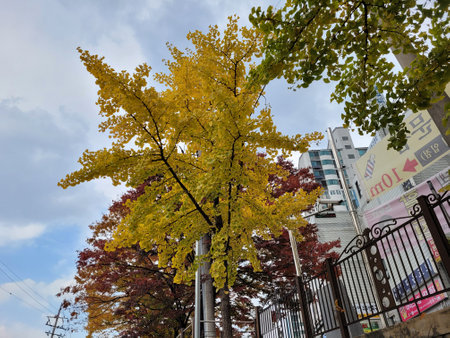 Ginkgo biloba tree in autumn, Osaka, Japan.の写真素材