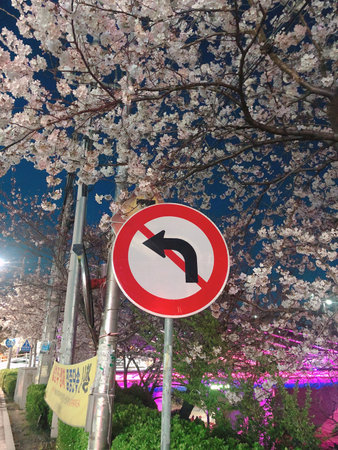 Traffic sign and cherry blossom at night in Tokyo, Japanの写真素材