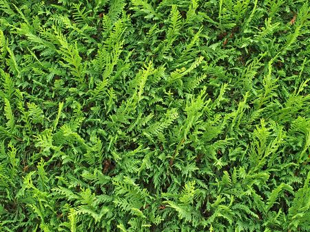 Plants texture. Can be used as background     