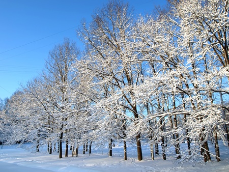 Winter oaks        の写真素材
