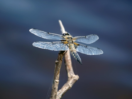 Dragonfly  の写真素材