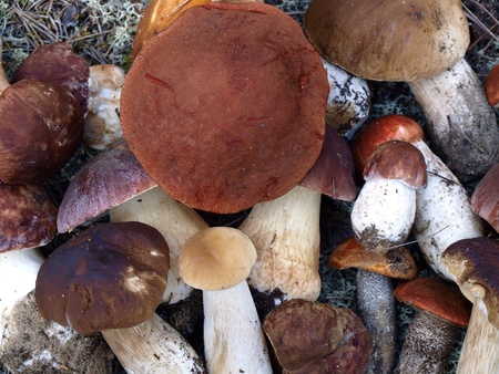 Mushrooms. Picture can be used as a backgroundの写真素材