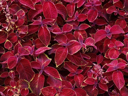 Red leafs. Picture can be used as a background      