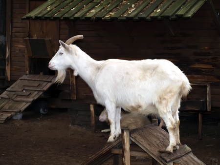 Goat        の写真素材