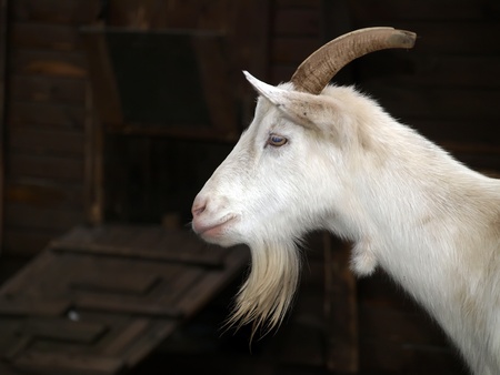 Goat portrait     の写真素材