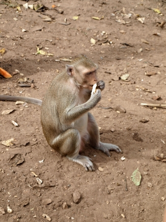 Monkey     