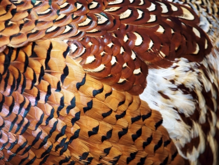 Many-coloured feathers of the pheasant. Picture can be used as a backgroundの写真素材