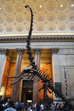 The famous American Museum for National History holds a large collection of prehistoric exhibits from all over the world  Open for public at August 06,2013, New York, USAのeditorial素材