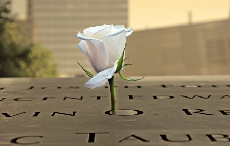 White rose at the 9-11 Memorial on August 07, 2013 in New York City, NY のeditorial素材