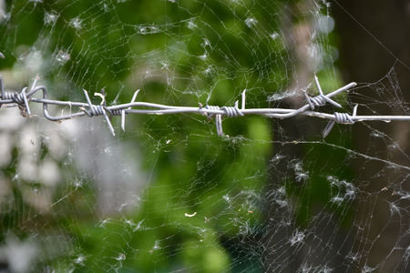 Barbed wire and spiderwebの写真素材