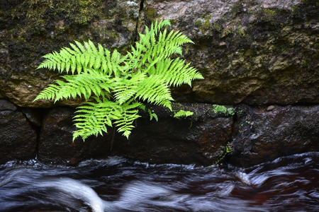 Small fern at the creekの写真素材