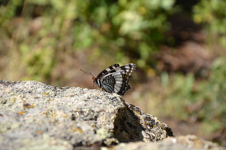 Butterfly on the stoneの写真素材