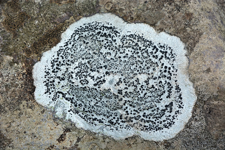 Pattern on the stoneの写真素材