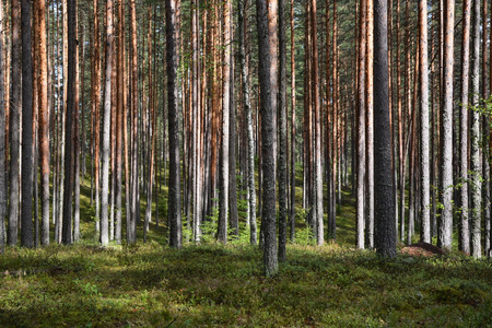 Pine forestの写真素材