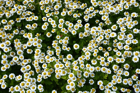 Small camomile flowers. Backgroundの写真素材