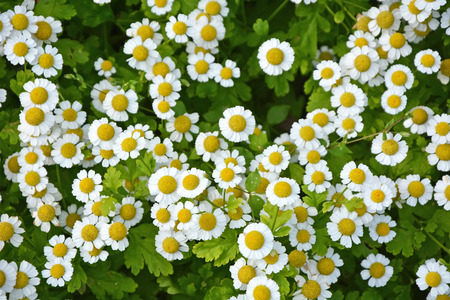 Small camomile flowers. Backgroundの写真素材