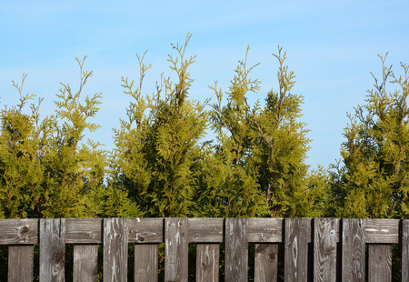 Thuja and wooden fenceの写真素材