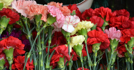 Pinks flowers at the memorialの写真素材