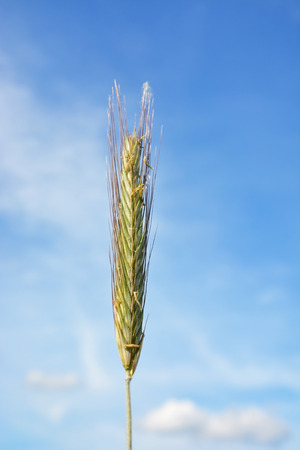 Closeup view of a ear of ryeの写真素材