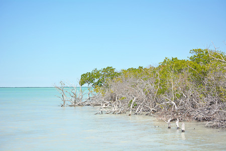 Mangrove forest at the summer season