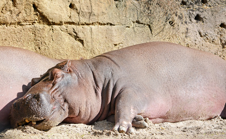 Big and funny sleeping hippoの写真素材