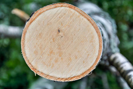 Woodcut from a old oak treeの写真素材