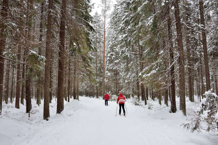 Skiers ride in the winter coniferous forest. Winter, Russia, Leningrad region. healthy lifestyle