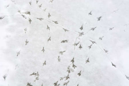 Bird tracks (crow or sparrow) in the snow as a background or texture