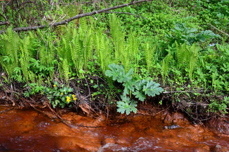 Small fern at the creekの写真素材