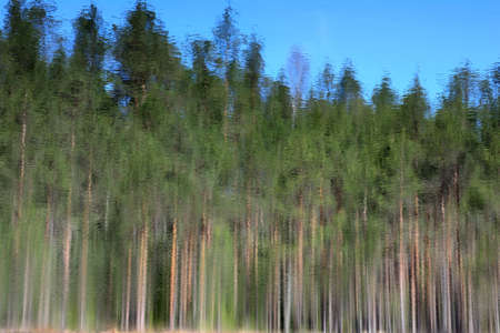 forest god in summer season