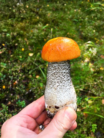 Orange cap mushroom in the forest