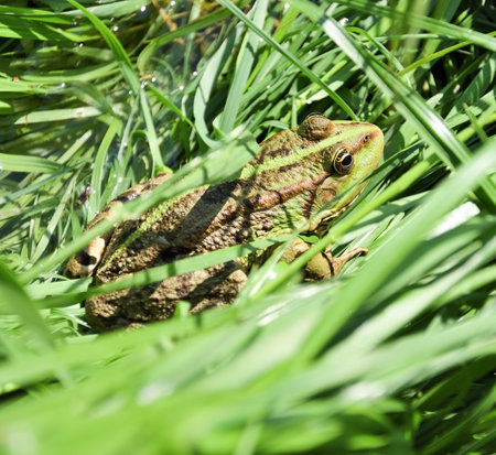 Big toad in the grass