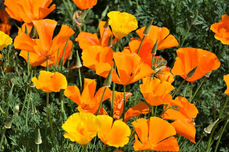 Orange poppy flowers as a backgroundの写真素材