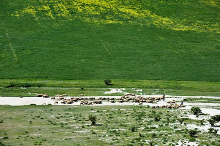 Herd of sheeps on the fieldの写真素材