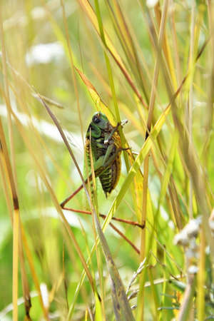 Locust in the grass on a sunny day