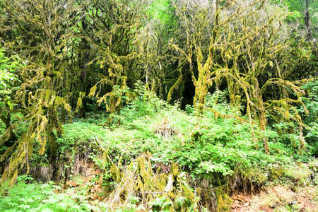 Magic Boxwood forest at the Kodori Gorge, Abkhazia