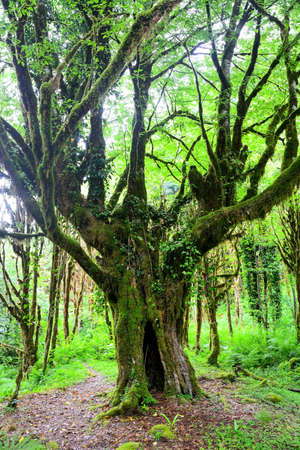 Mysterious Abkhazian Boxwood forest at the Kodori gorge
