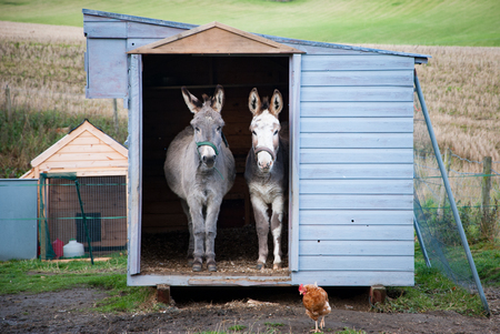 Two donkeys waiting for the sun in their hutの写真素材