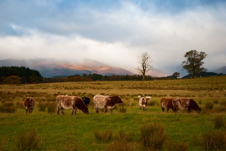 Cows in the winter in front of sunrise and mountains in Scotlandの写真素材