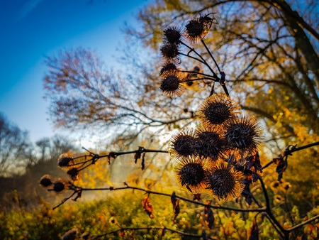Close of up dried flowers during sunrise before a colorful background
