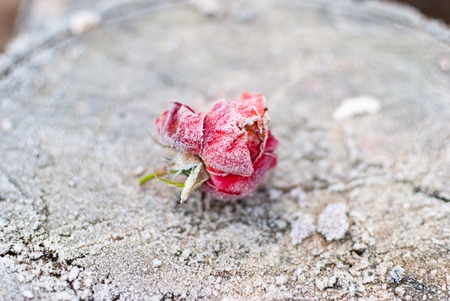 Close up of a colorful dried out and frozen rose blossom in winter on woodの写真素材
