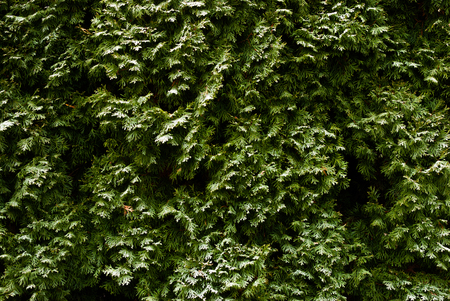 Green fir trees slightly covered with snow in winterの写真素材