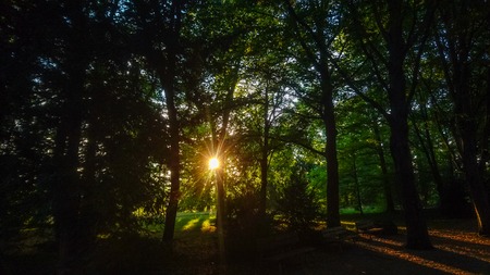The sunlight is shining trough the mystery forestの写真素材