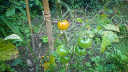 Close up of home grown tomatoes in the gardenの写真素材