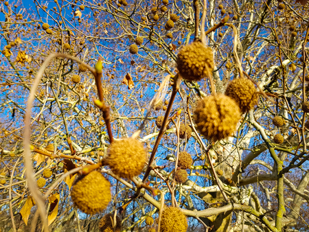 Close up of fruits of the plane tree in spring covered in golden sunlight, a big plane tree and the blue sky in the backgroundの写真素材